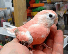 Birds Late GIF - Birds Late Youre Late GIFs