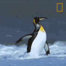 Wash Face National Geographic GIF