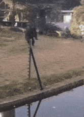 a person standing on a pole next to a pool