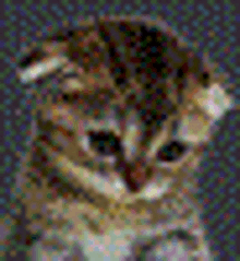 Sad Kitten Cute GIF - Sad Kitten Cute Cute Kitten GIFs