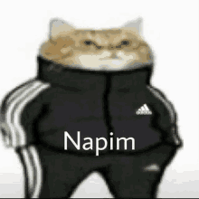 Napim Napimcat GIF - Napim Napimcat Cat GIFs