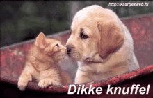 Dog Kiss GIF - Dog Kiss Cat GIFs