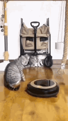 Diolga Cat GIF - Diolga Cat Cat Fighting GIFs