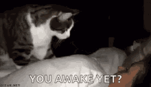 You Awake Yet Cat GIF