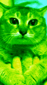 Gassy Tole Cat Incredible Tole GIF