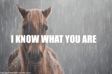 I Know What You Are Horse GIF - I Know What You Are Horse GIFs