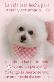a white dog wearing a pink and white plaid scarf
