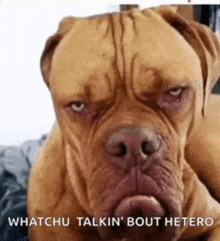 a picture of a dog with the words whatchu talkin bout hetero