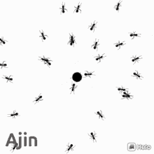 urumb ants black dot circle