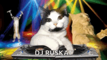 Dj Party GIF - Dj Party Cat GIFs