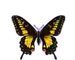 a black and yellow butterfly is sitting on a white background .