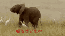 大象 GIF - 大象 GIFs