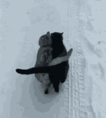 Cats Cat Love GIF - Cats Cat Love Two Cats GIFs
