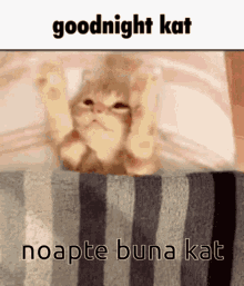 Noapte Buna Kat Alesia GIF