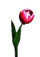 a single red flower with a green stem and leaf