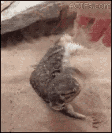 Funny Animals Pets GIF - Funny Animals Pets Play GIFs