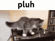 Pluh Cat GIF - Pluh Cat Spinning GIFs