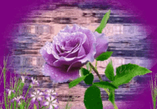 Purple Rose GIF - Purple Rose Water GIFs