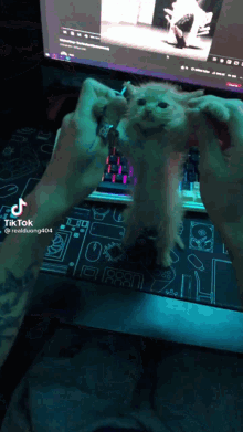Cats Dance GIF - Cats Dance GIFs