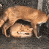 two cats are laying on top of each other .