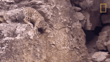 Leaping Snow Leopards101 GIF