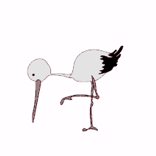 terazwy bird