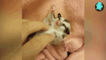animal cute belly scratch sugar glider