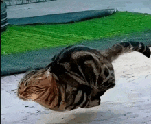 a cat is laying on its back on the ground in front of a grassy area .