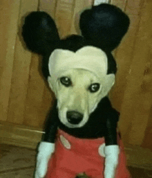a dog is dressed up as mickey mouse for halloween .