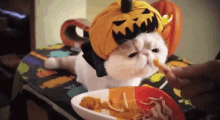 Halloween Cats GIF - Halloween Cats Lunch GIFs