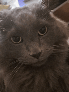 a close up of a cat 's face with a serious look on its face