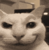 a close up of a cat 's face with a smile on its face