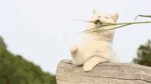 Cute Cat GIF - Cute Cat Grass GIFs