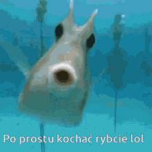 Kochaćrybcie Ryba Fish Fish Rybcia GIF