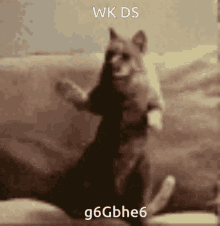 Cat Cat Dancing GIF