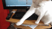 computers cats