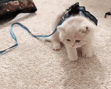 a white kitten wearing a blue leash is walking on a carpet