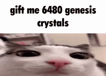 Gift Me 6480 Genesis Crystals Genshin Impact GIF - Gift Me 6480 Genesis Crystals Genshin Impact GIFs