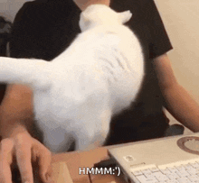 Cat Cuddling Cat Love Owner GIF - Cat Cuddling Cat Love Owner Cat Hugs GIFs
