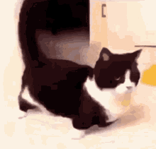 Cat Vibin GIF - Cat Vibin GIFs
