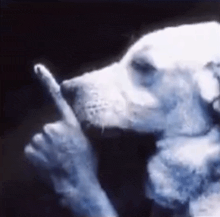 a close up of a dog 's face with its finger on its nose .
