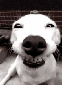 Yes Smile GIF - Yes Smile Dog GIFs