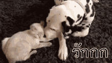แมวหมา กอดกัน รักกก GIF - Cat Dog Hug GIFs