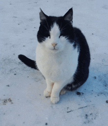 Cat Comfy GIF - Cat Comfy Snow GIFs