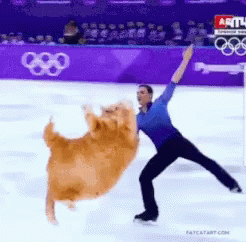 Ice Skating Cat GIF - Cat Iceskating - Discover & Share GIFs