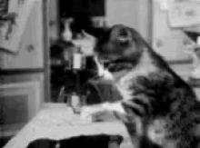Kitty Working GIF - Kitty Working Tailor GIFs