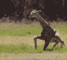 Dave Knees Dave Giraffe GIF - Dave Knees Dave Giraffe Dave GIFs
