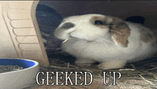 a picture of a rabbit with the words " geeked up " below it