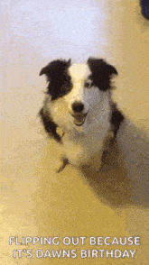 a black and white dog is flipping out because it is dawns birthday