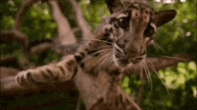 Clouded Leopard Big Cats GIF - Clouded Leopard Big Cats GIFs